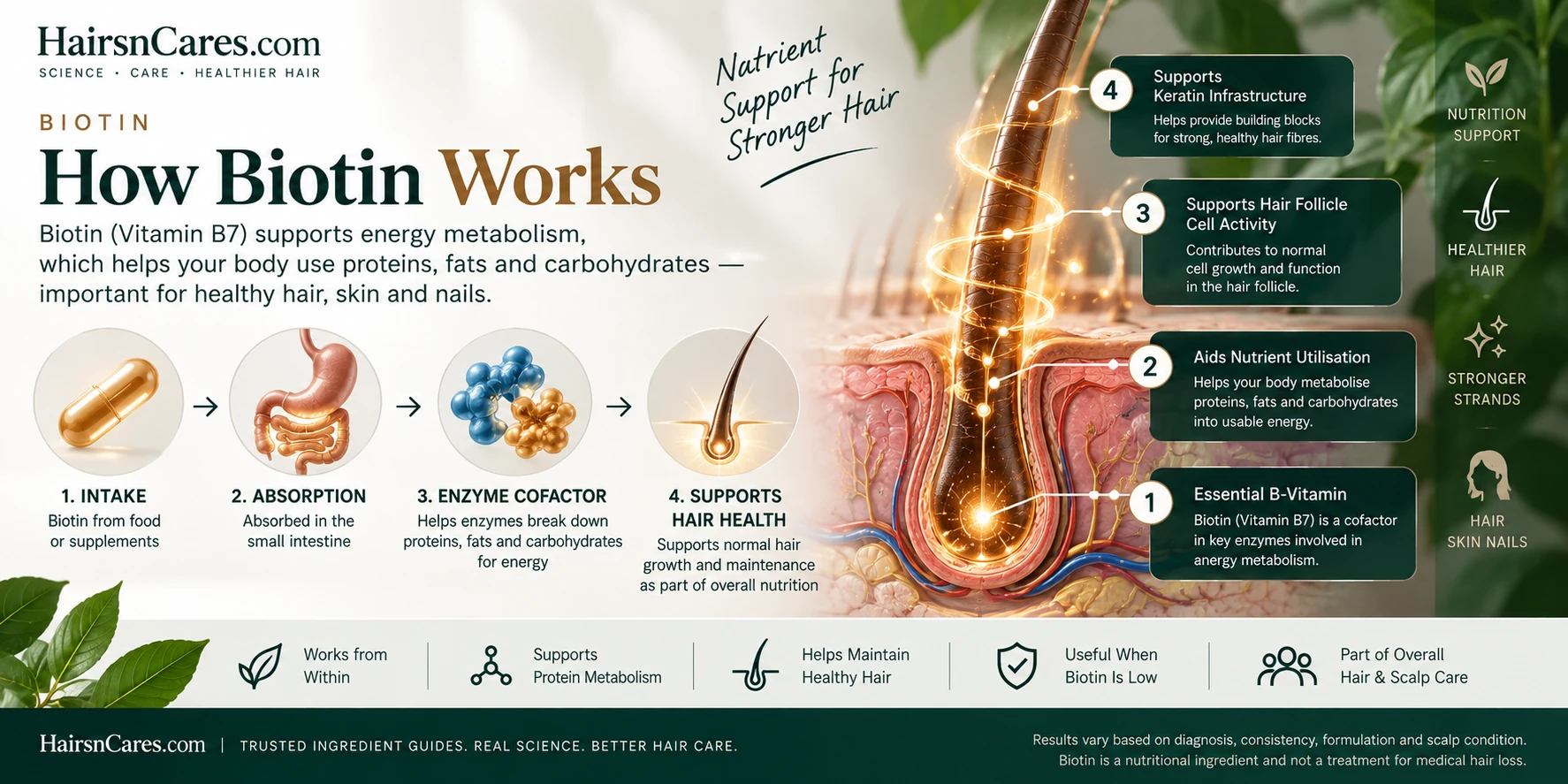 How Biotin works on hair and scalp, illustrated with Vitamin B7 absorption, enzyme cofactor activity, nutrient metabolism and hair-health support.