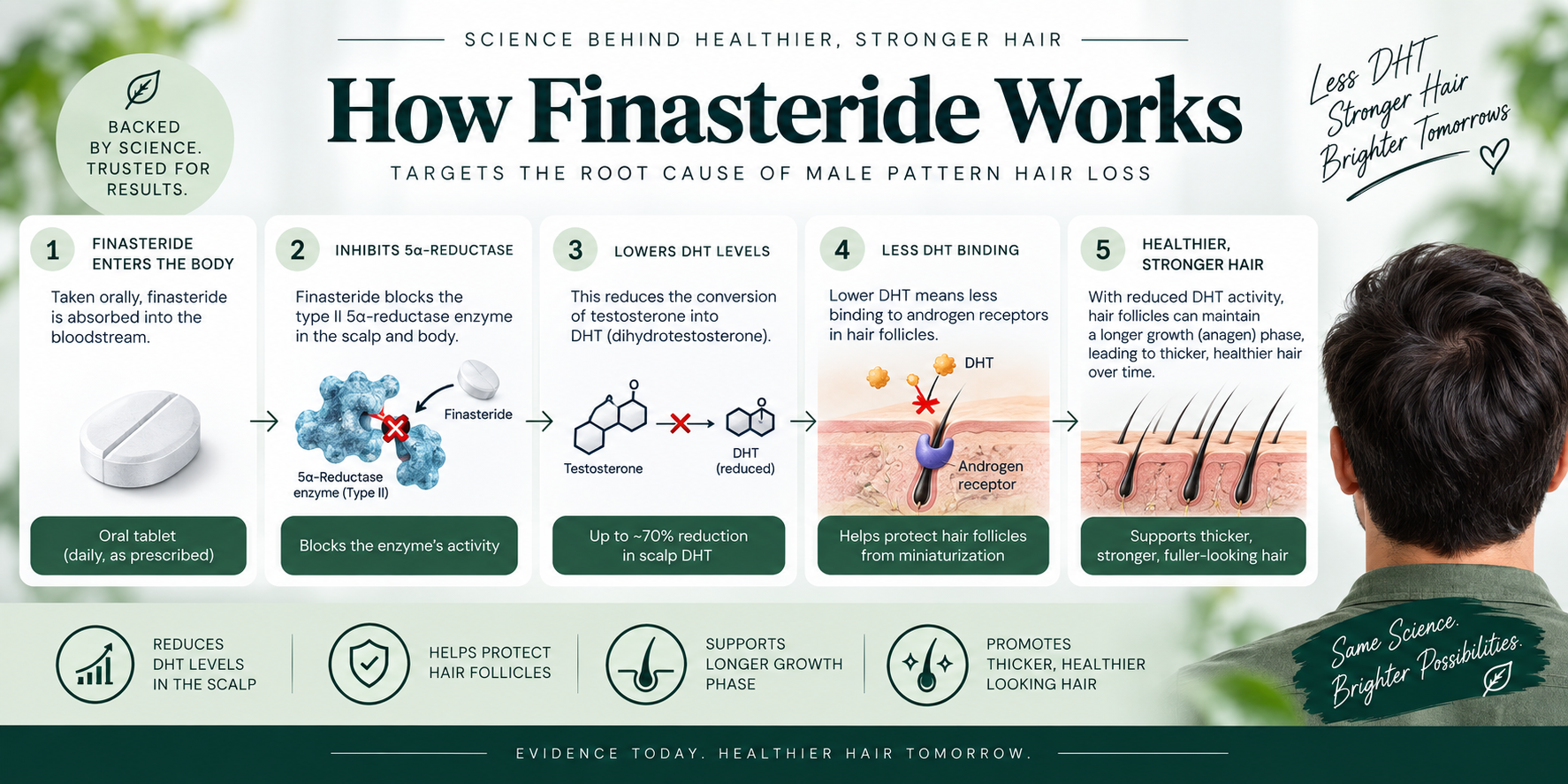 How Finasteride Works — Mechanism Visual Illustrated diagram showing how finasteride works on hair follicles and scalp by reducing DHT levels.