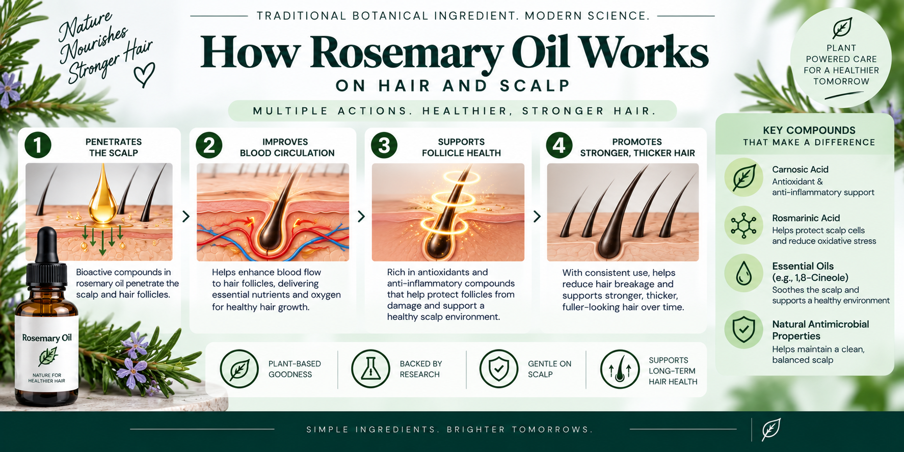 How Rosemary Oil Works — Mechanism Visual How Rosemary Oil works on hair and scalp, illustrated with rosemary extracts, scalp care, and hair-follicle visuals.