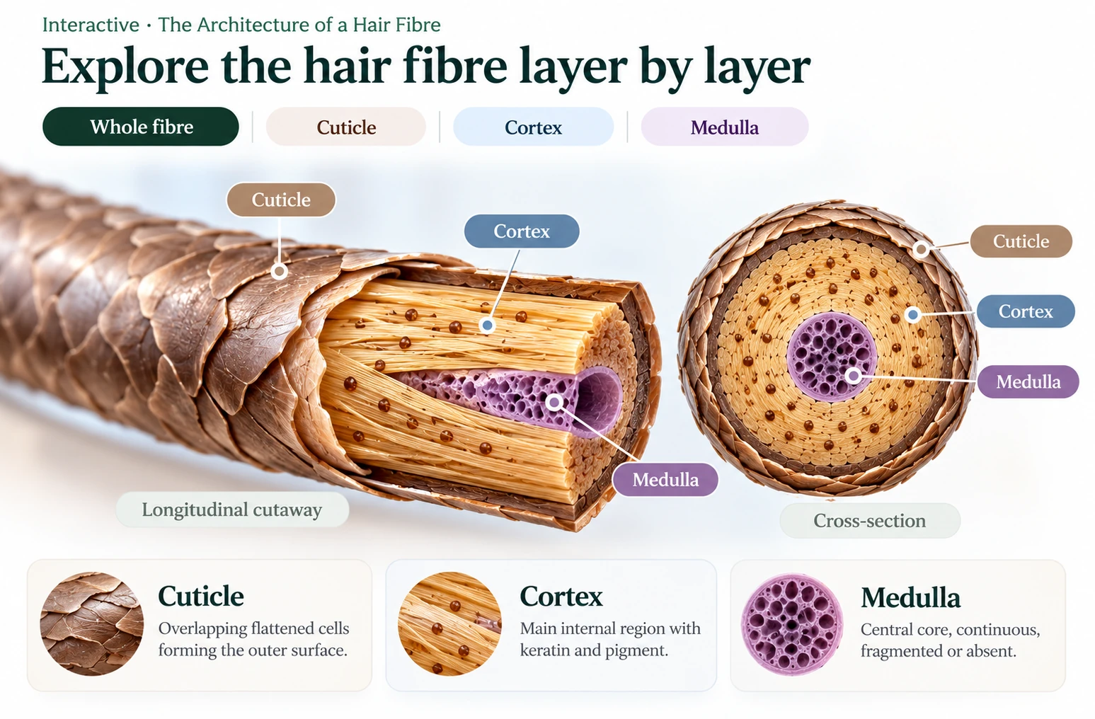 Cross-section and cutaway of a human hair shaft showing the cuticle, cortex and medulla.