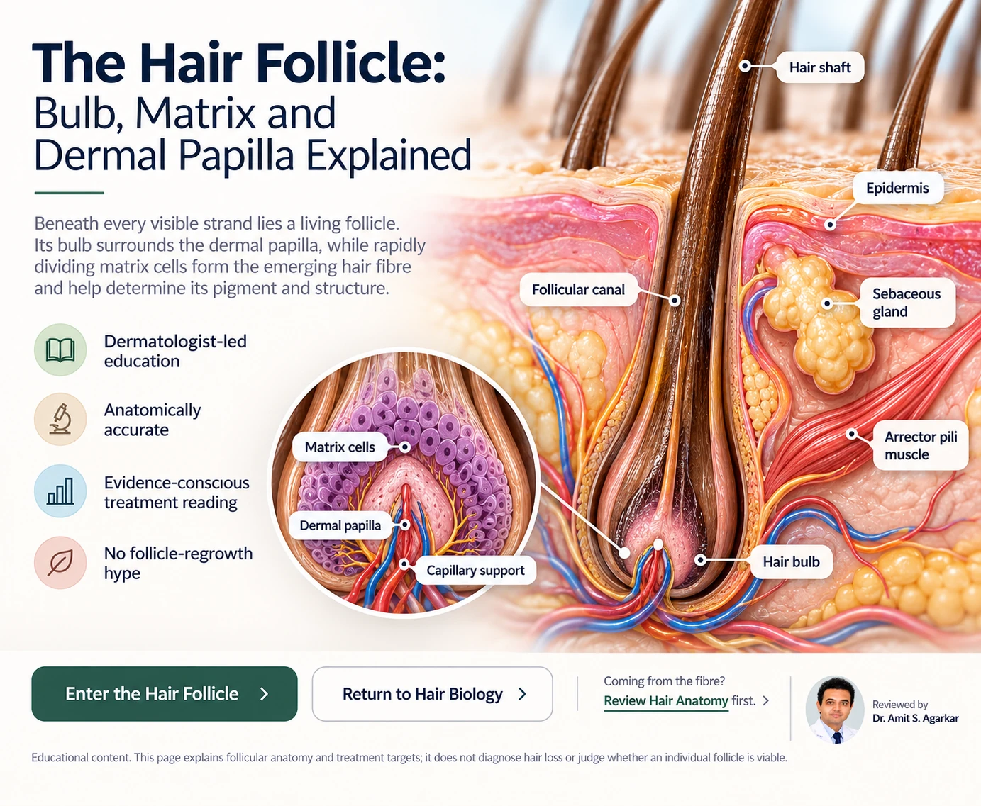 Scalp cutaway showing a hair follicle with its bulb, matrix and dermal papilla.
